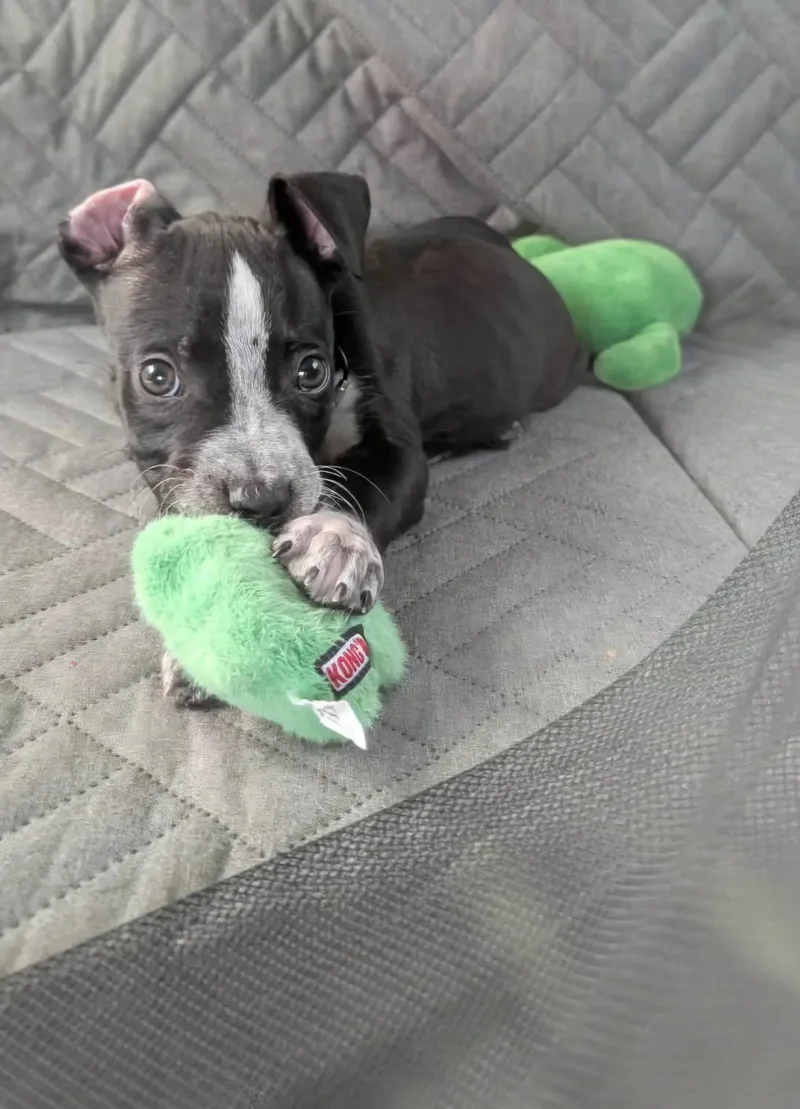Gizmo thumbnail 5