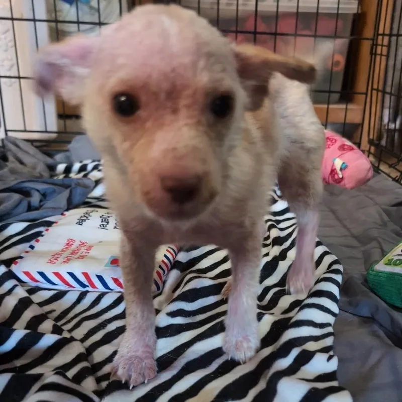 A baby small-sized female White / Cream Mixed Breed dog named Loofa for adoption in Leander, TX
