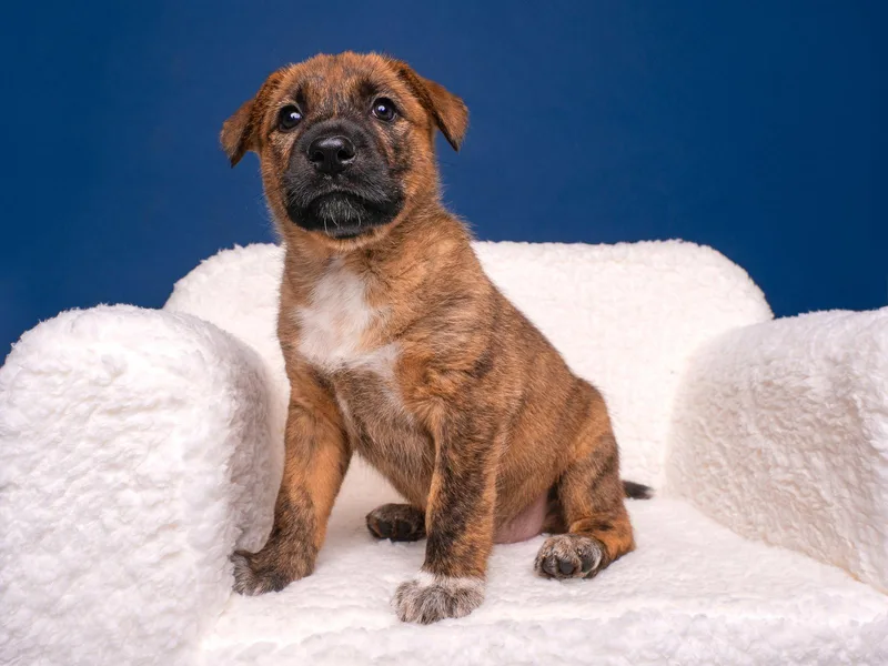 A baby large-sized female Mastiff dog named Myth: Loch Ness for adoption in Palo Alto, CA