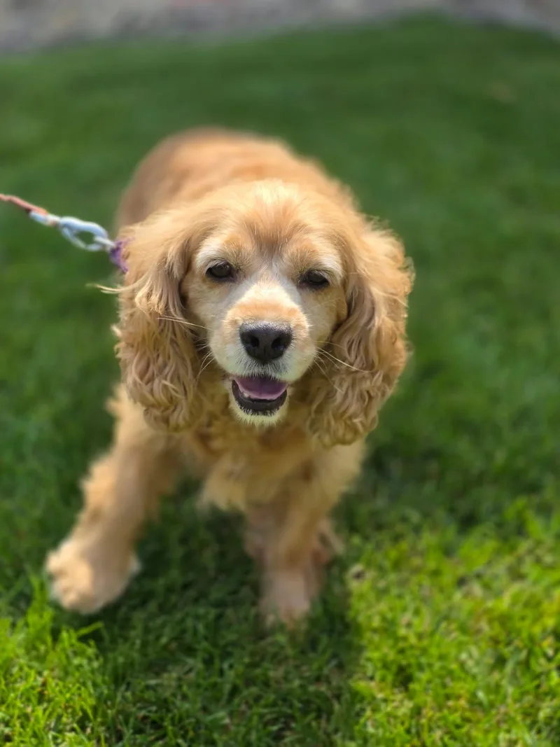 An adult medium-sized female Yellow / Tan / Blond / Fawn Cocker Spaniel dog named Blondie for adoption in Orland Park, IL
