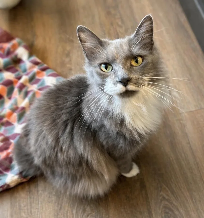 An adult medium-sized male Gray & White Domestic Long Hair cat named Flint for adoption in Maineville, OH