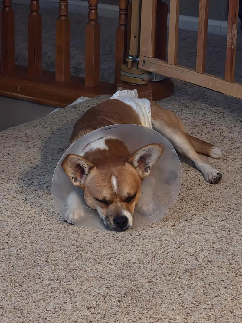 A young medium-sized male Chihuahua dog named Leo for adoption in Denver, CO