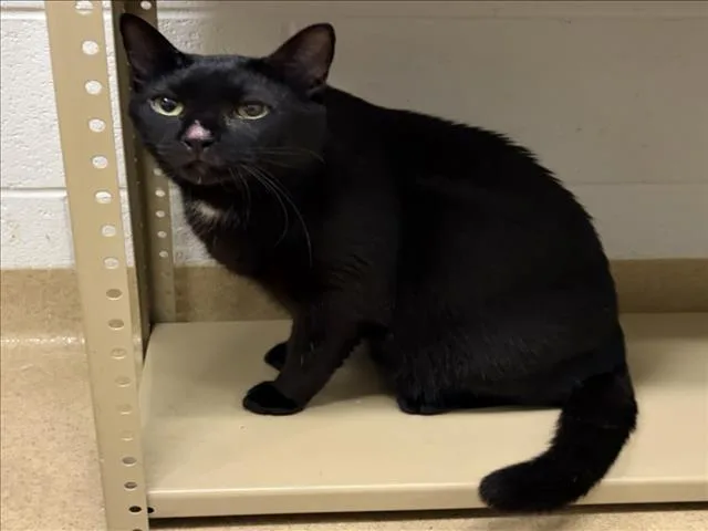 An adult medium-sized male Domestic Short Hair cat named Whiskey for adoption in Derwood, MD
