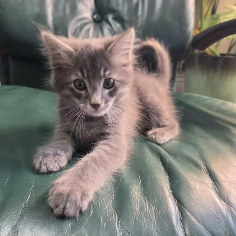 A baby small-sized male Gray / Blue / Silver Domestic Short Hair cat named Smokey for adoption in Wadena, MN