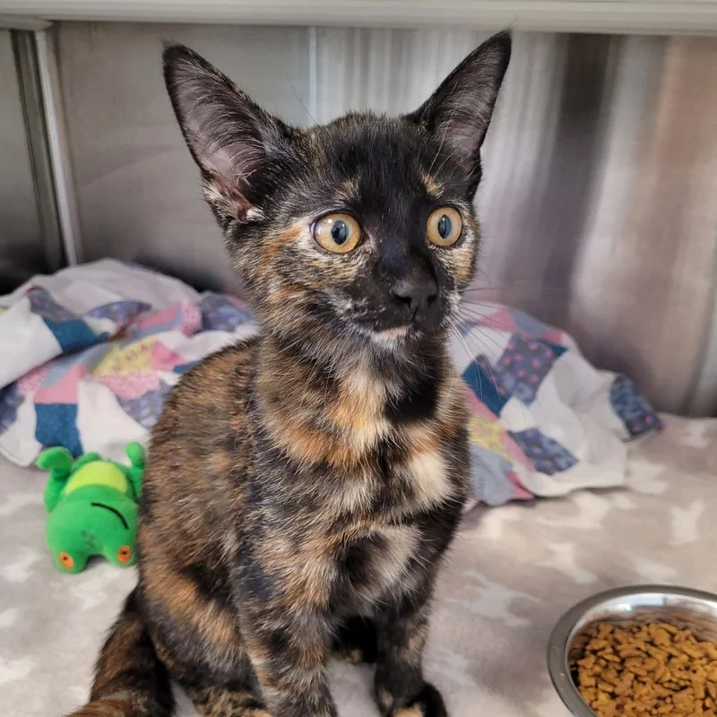 A baby small-sized female Black Domestic Short Hair cat named Laya for adoption in Madisonville, TN