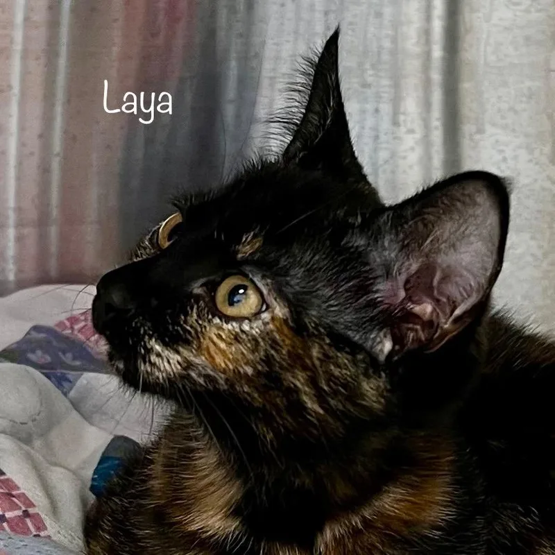 Laya thumbnail 2