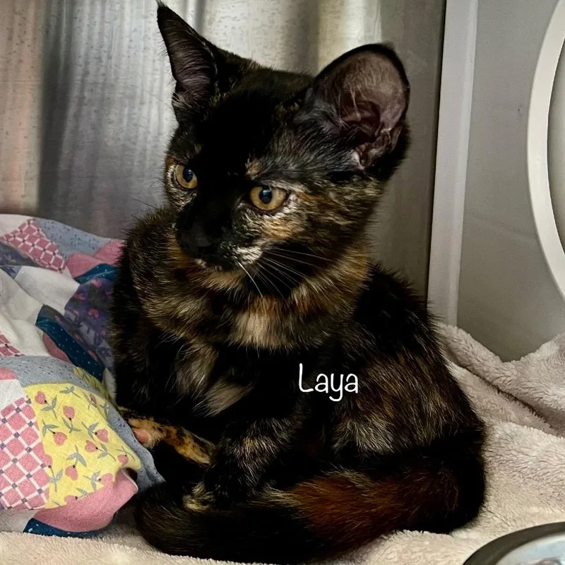 Laya thumbnail 3