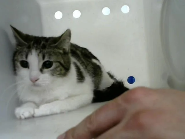 An adult medium-sized male Domestic Short Hair cat named Bond for adoption in Albuquerque, NM