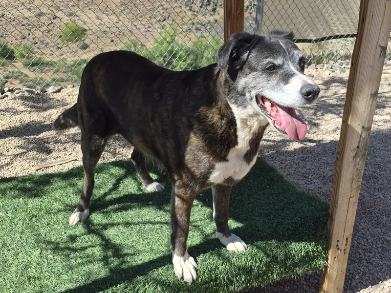 A senior large-sized female Tricolor (Brown, Black, & White) Hound dog named Lola for adoption in La Verkin, UT