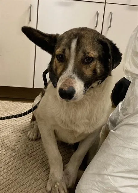 A young medium-sized male Australian Cattle Dog / Blue Heeler dog named Pacha for adoption in Santa Maria, CA