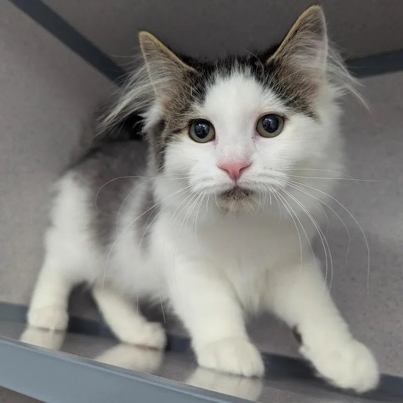 A baby small-sized male Domestic Medium Hair cat named Sundae for adoption in Evansville, IN