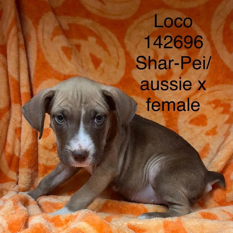 Loco