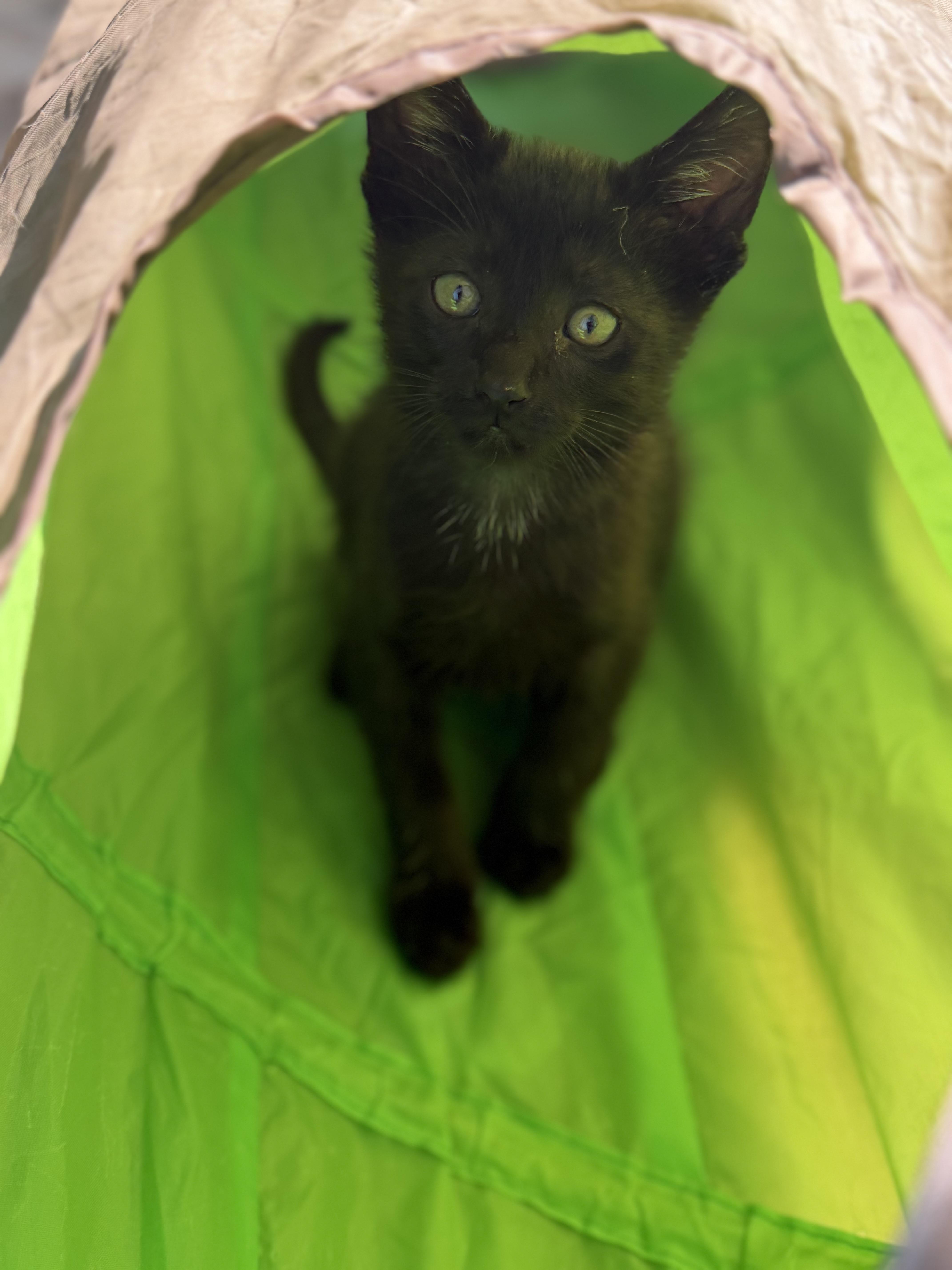 A baby medium-sized female Black Domestic Short Hair cat named Bo Peep for adoption in Dodgeville, WI