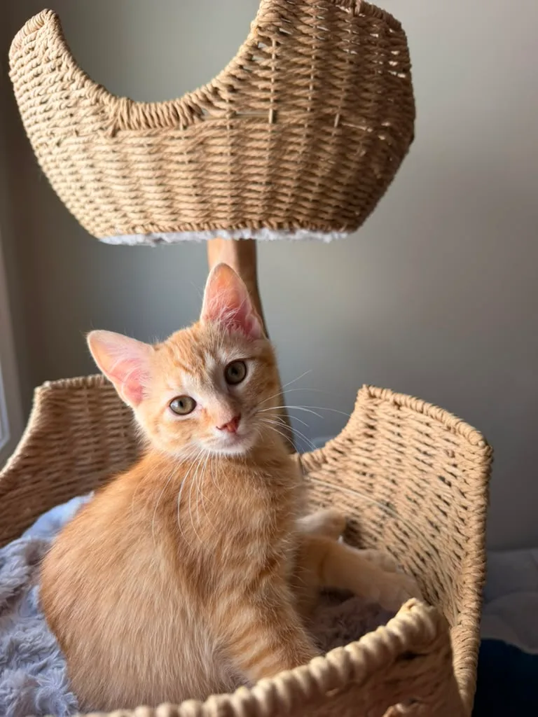 A baby small-sized male orange Domestic Short Hair cat named Captain Crunch for adoption
