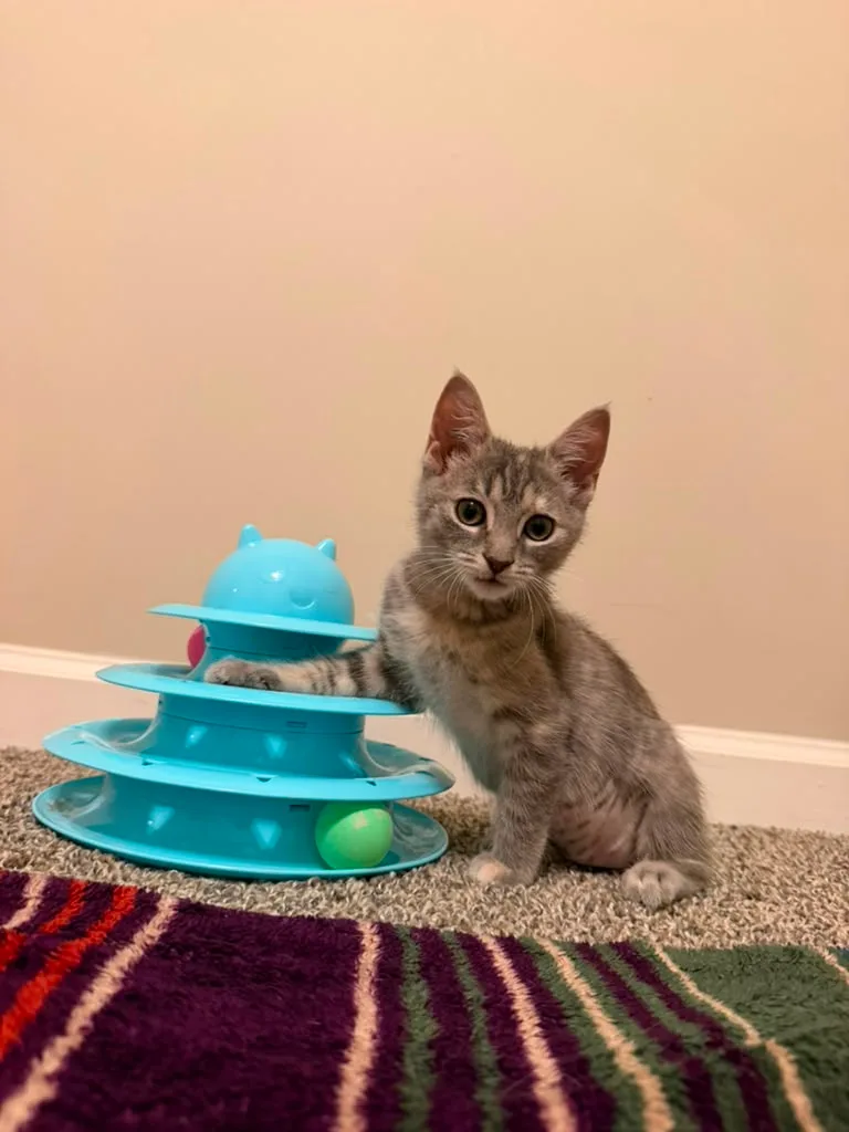A baby small-sized female gray Domestic Short Hair cat named Fruity Pebbles for adoption