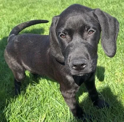 A baby medium-sized male Hound dog named Jake for adoption in Baraboo, WI