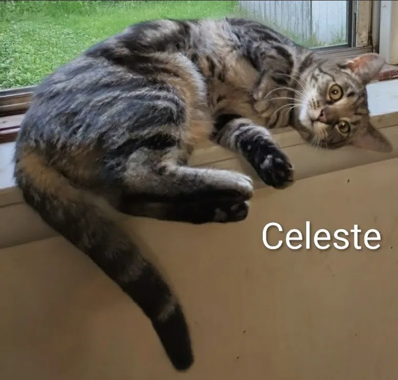 Celeste thumbnail 3