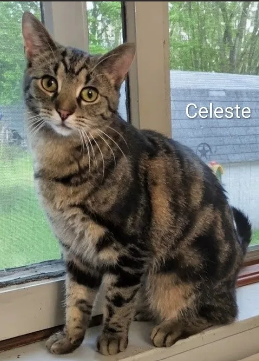 Celeste thumbnail 2