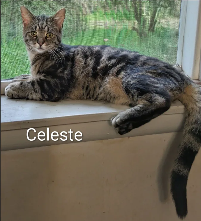 A young small-sized female Domestic Short Hair cat named Celeste for adoption
