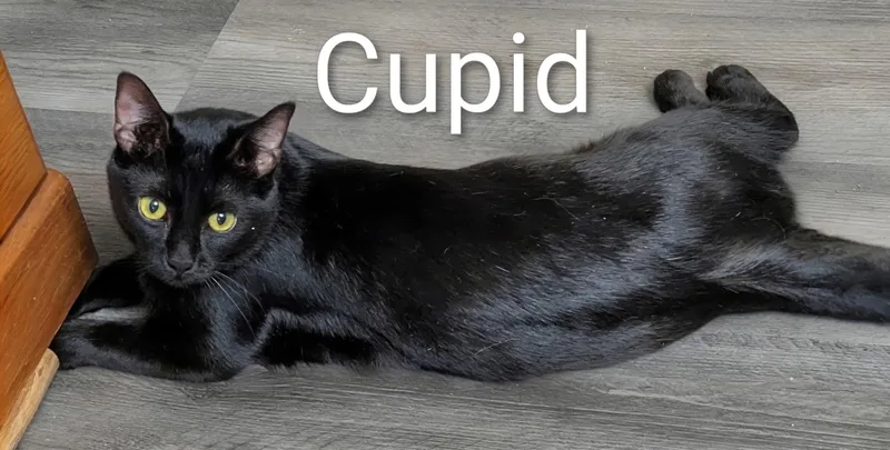 Cupid thumbnail 3
