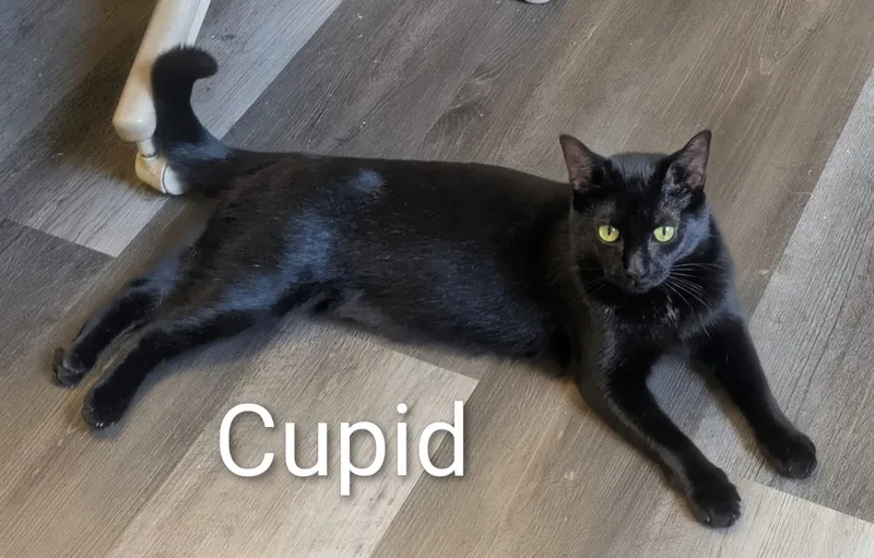 Cupid thumbnail 2