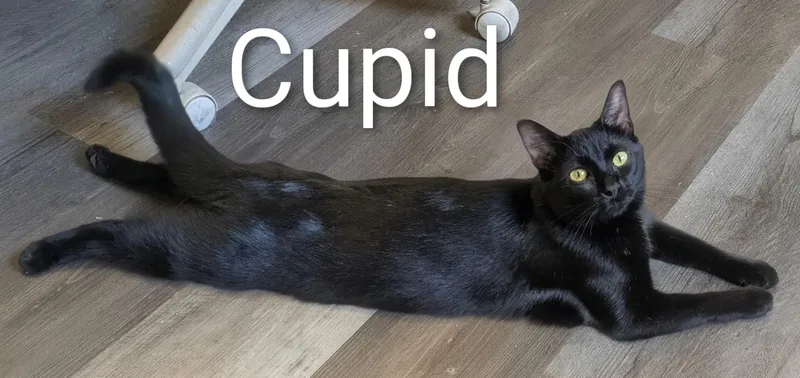 A young small-sized female Black Bombay cat named Cupid for adoption