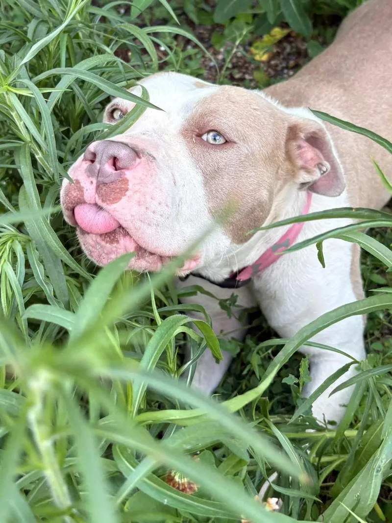 An adult medium-sized male Mixed Breed dog named Larry for adoption in Pleasant Ridge, MI
