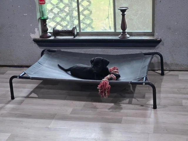 A baby medium-sized female Black Labrador Retriever dog named Betty for adoption in Corsicana, TX