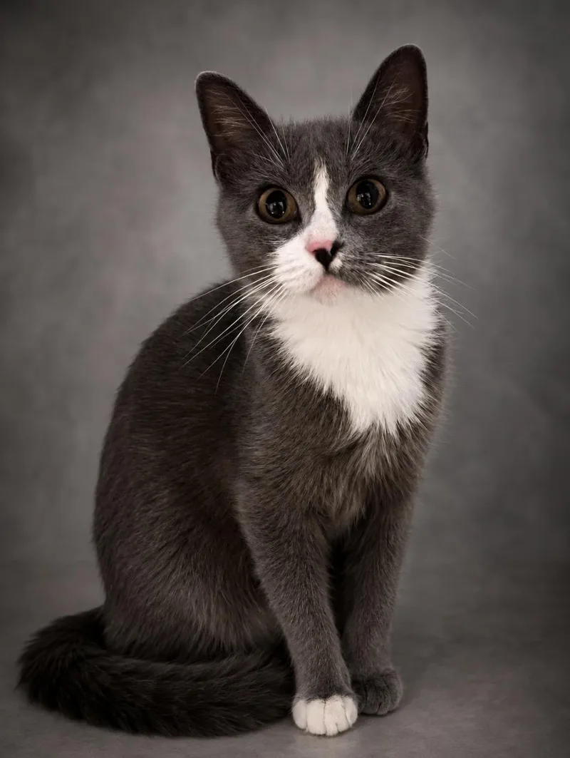A young small-sized female Domestic Short Hair cat named Wren for adoption in Edmond, OK