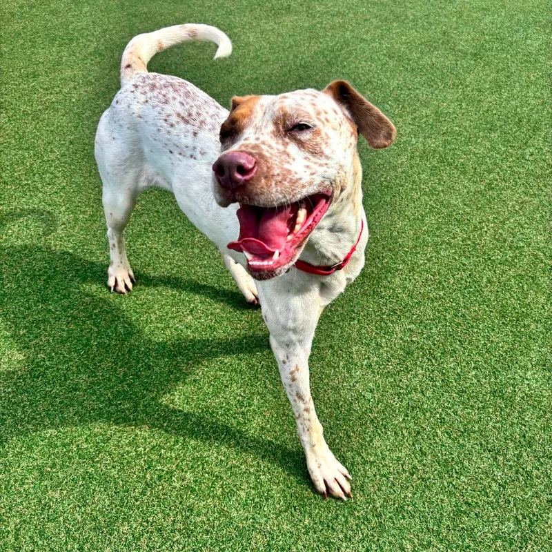 An adult medium-sized female White / Cream Pit Bull Terrier dog named Maple for adoption in Parkersburg, WV