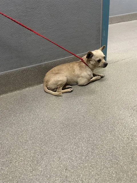 An adult small-sized male Chihuahua dog named Mr. Norris for adoption in Las Vegas, NV