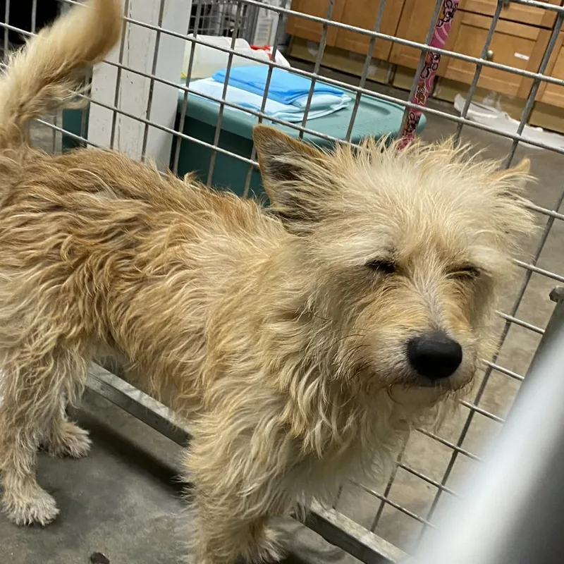 An adult medium-sized male Yellow / Tan / Blond / Fawn Cairn Terrier dog named Toto for adoption in Sarasota, FL