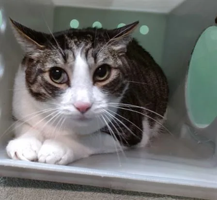 A senior medium-sized male Domestic Short Hair cat named Ashton for adoption in Gardena, CA