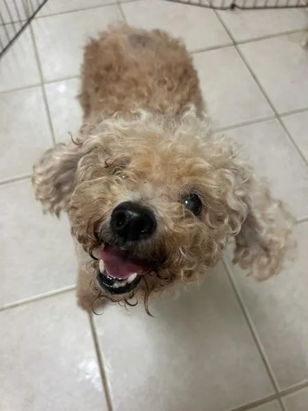 A senior small-sized male Poodle dog named Goomba for adoption in Osage Beach, MO