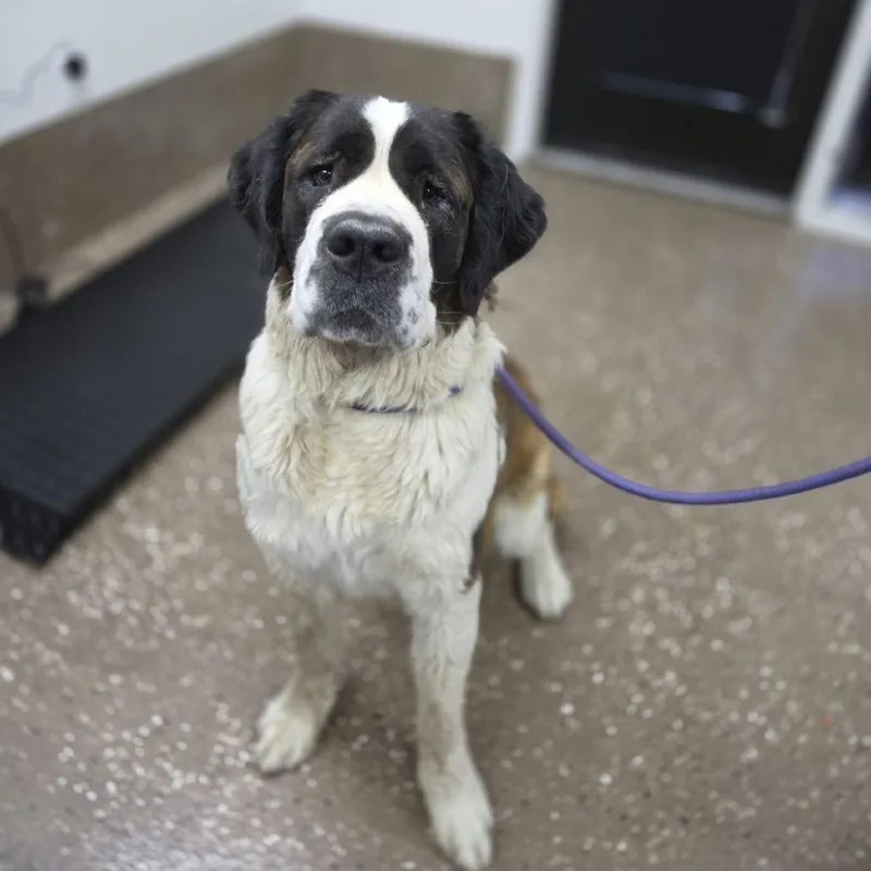 A young extra large-sized female Brown / Chocolate Saint Bernard dog named Nana for adoption in Incline Village, NV
