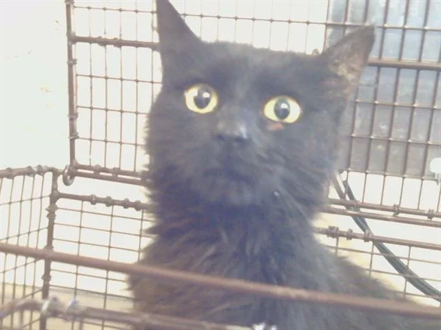 A young medium-sized female Domestic Medium Hair cat named Charlotte for adoption in Sacramento, CA