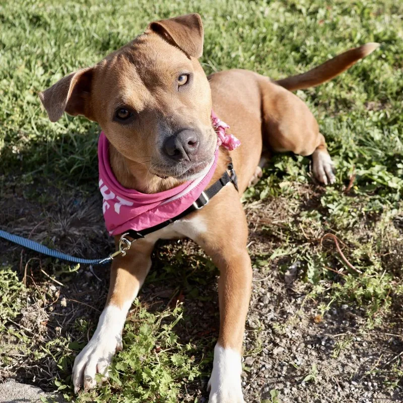 A young medium-sized female Yellow / Tan / Blond / Fawn Mixed Breed dog named Skyla Pp for adoption in St Joseph, MO