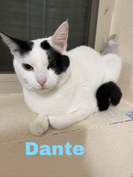 An adult large-sized male Domestic Short Hair cat named Dante for adoption in Evergreen, CO