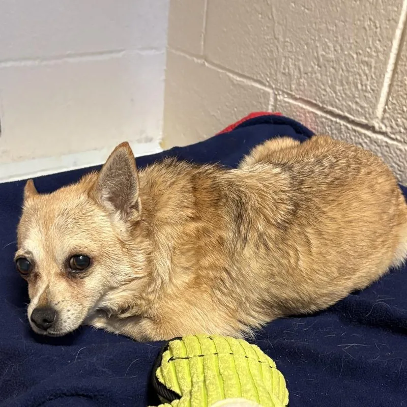 A senior small-sized female Yellow / Tan / Blond / Fawn Chihuahua dog named Pokey for adoption in Port Townsend, WA