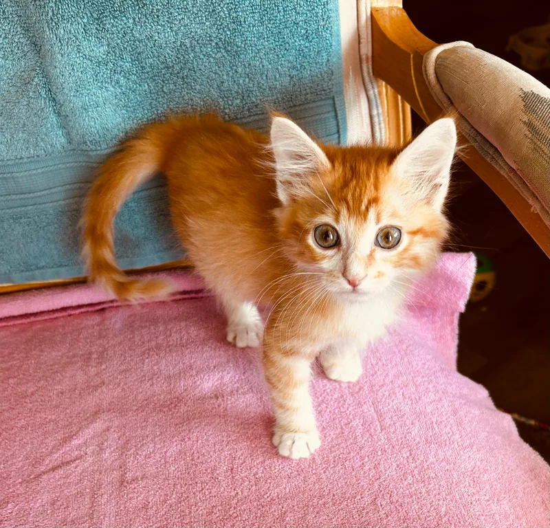 A baby small-sized male Orange tabby American Shorthair cat named Simon for adoption in Meeker, OK