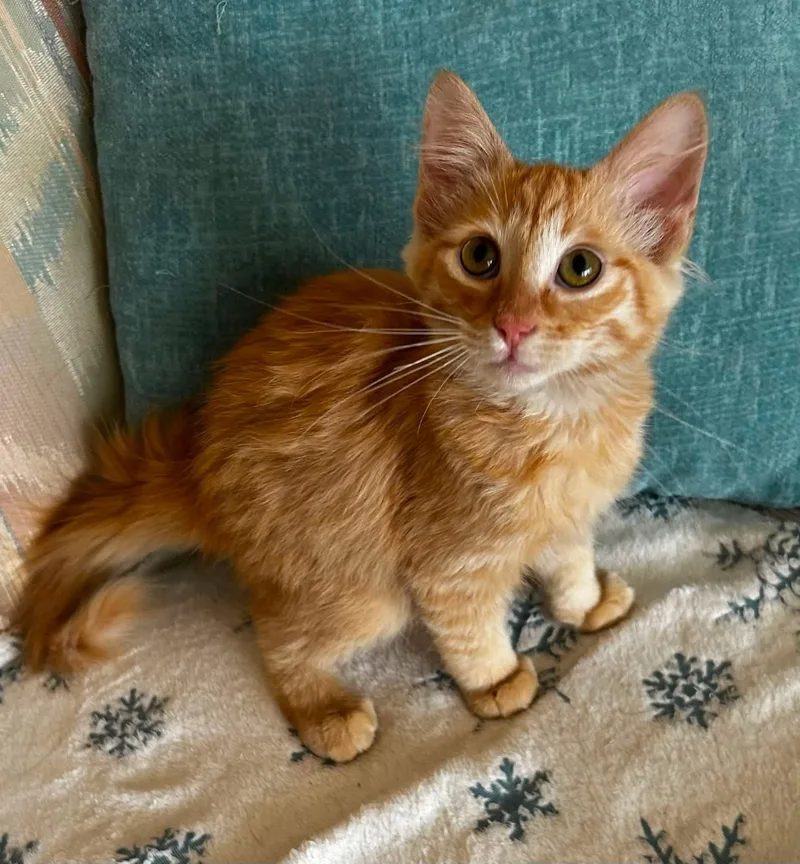 A baby small-sized male Orange tabby American Shorthair cat named Alex for adoption in Meeker, OK