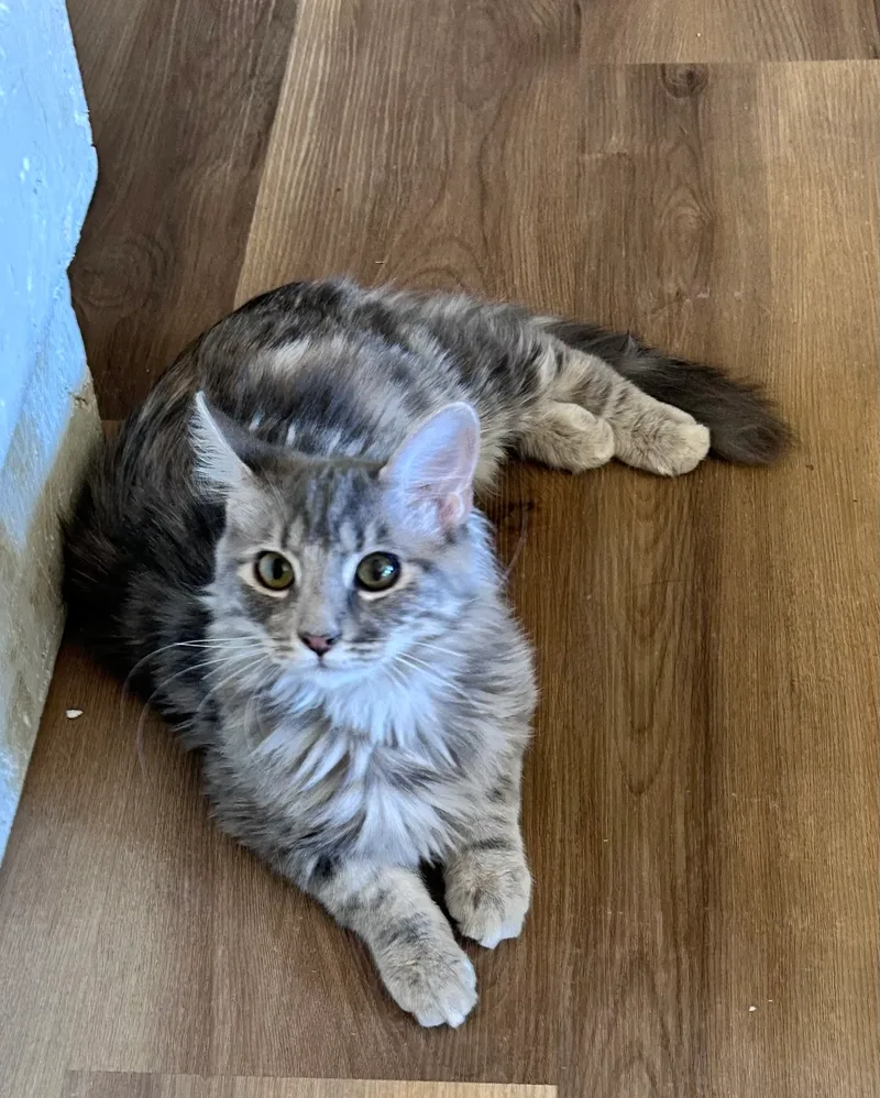 A baby small-sized female American Shorthair cat named Victoria for adoption in Meeker, OK