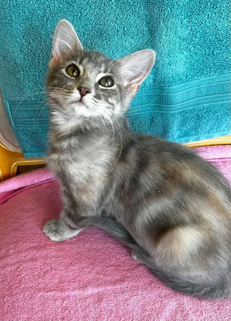 A baby small-sized female Gray tabby American Shorthair cat named Victoria for adoption in Meeker, OK