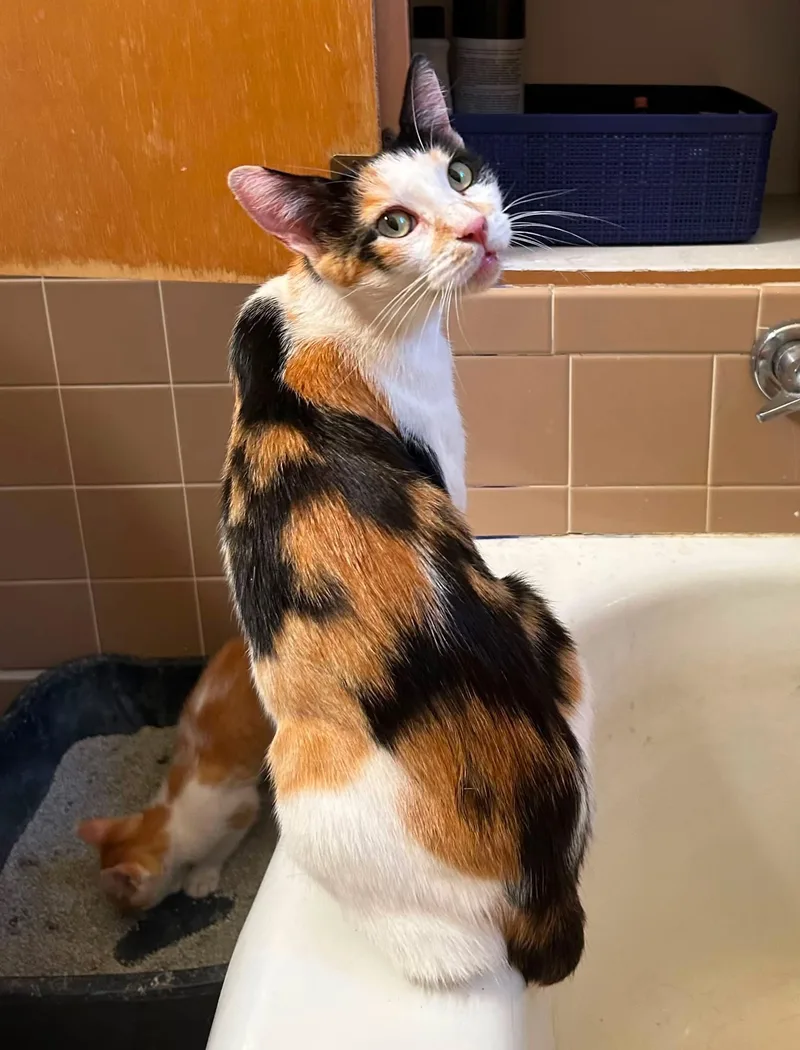 A young medium-sized female American Shorthair cat named Miss Marble for adoption in Meeker, OK