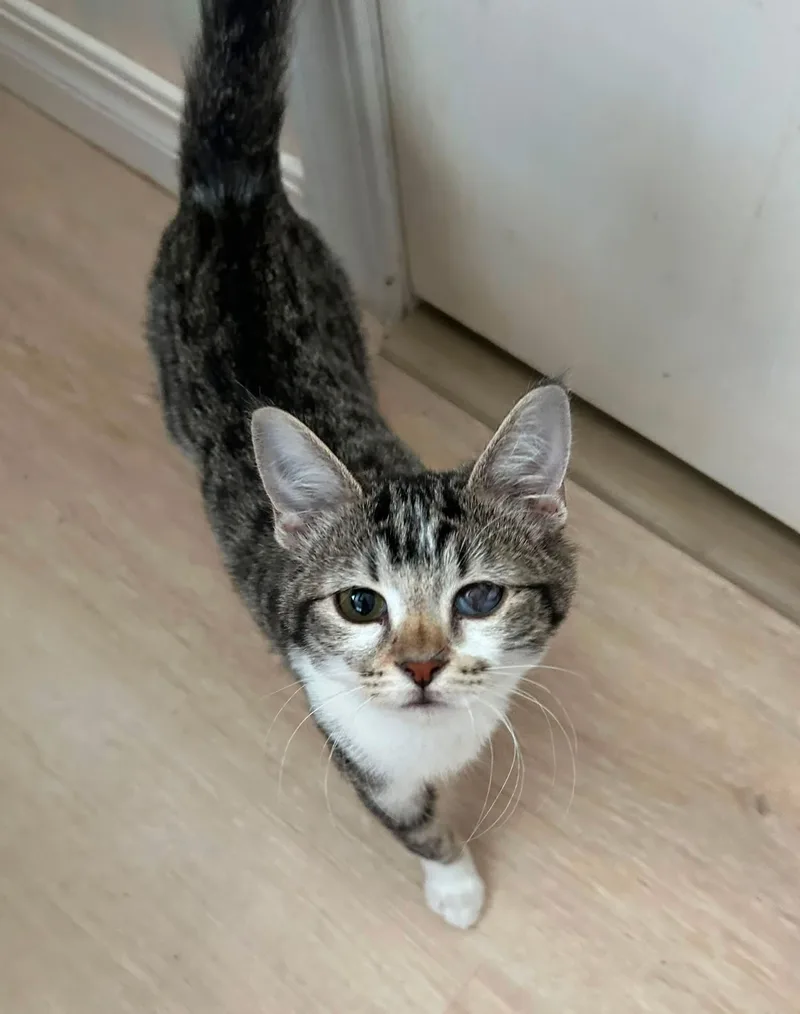 A baby small-sized female American Shorthair cat named Thomasina for adoption in Meeker, OK