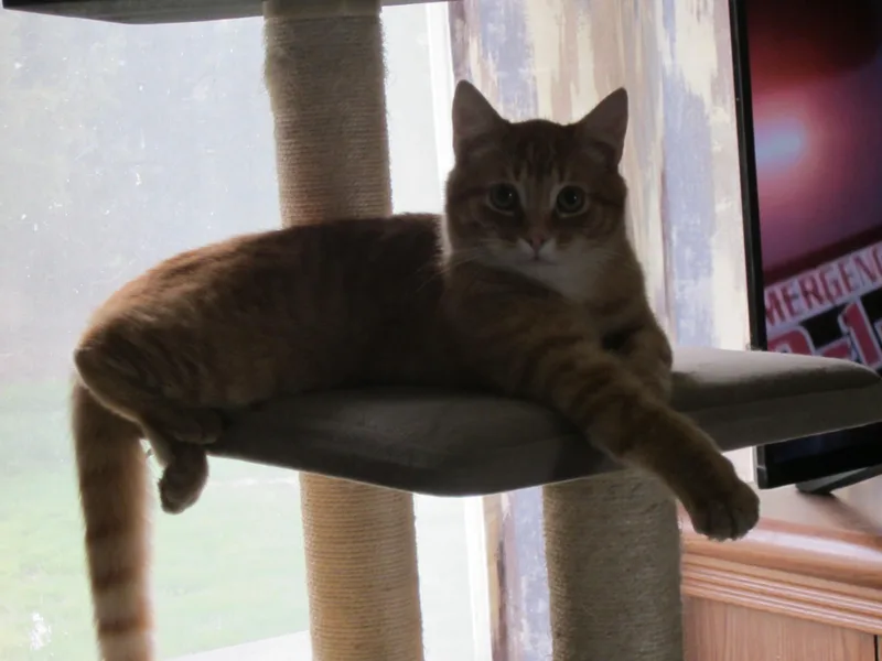 A young medium-sized male Tabby (Orange / Red) Domestic Short Hair cat named Prowler for adoption in Union Gap, WA