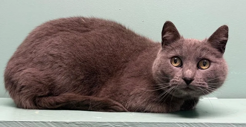 An adult medium-sized female Gray / Blue / Silver Domestic Short Hair cat named Smokey for adoption in Amery, WI