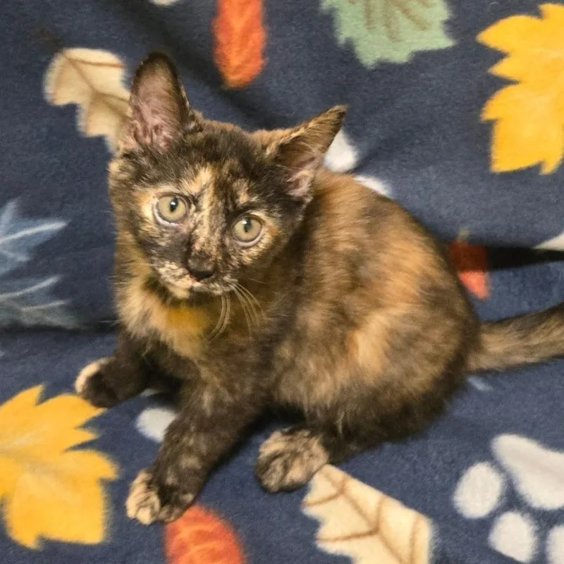 A baby small-sized female Tortoiseshell Domestic Short Hair cat named Oxalis for adoption in Brownsboro, AL
