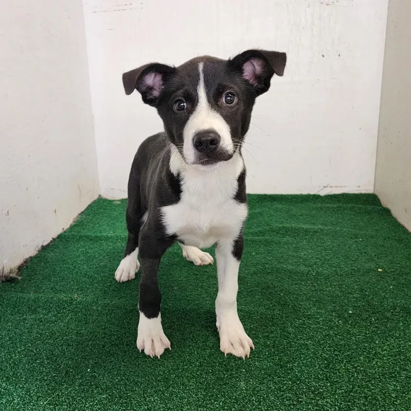 A baby large-sized male Black Mixed Breed dog named Boochie for adoption in Boaz, AL