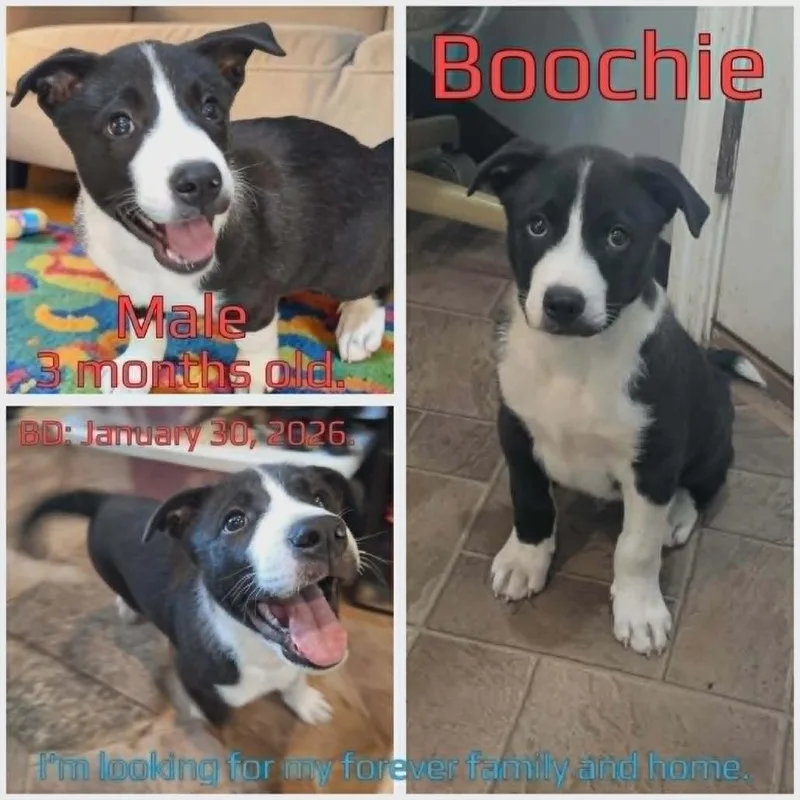 Boochie thumbnail 3